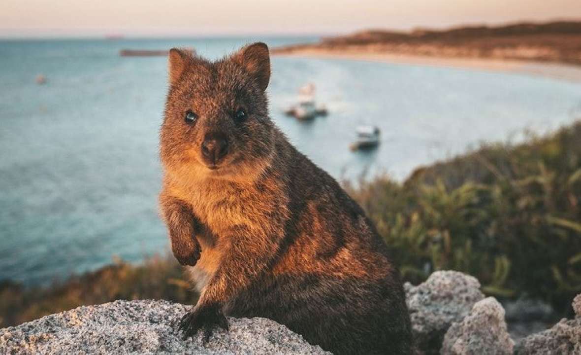 Rottnest-Wonder-JourneyBeyond2022