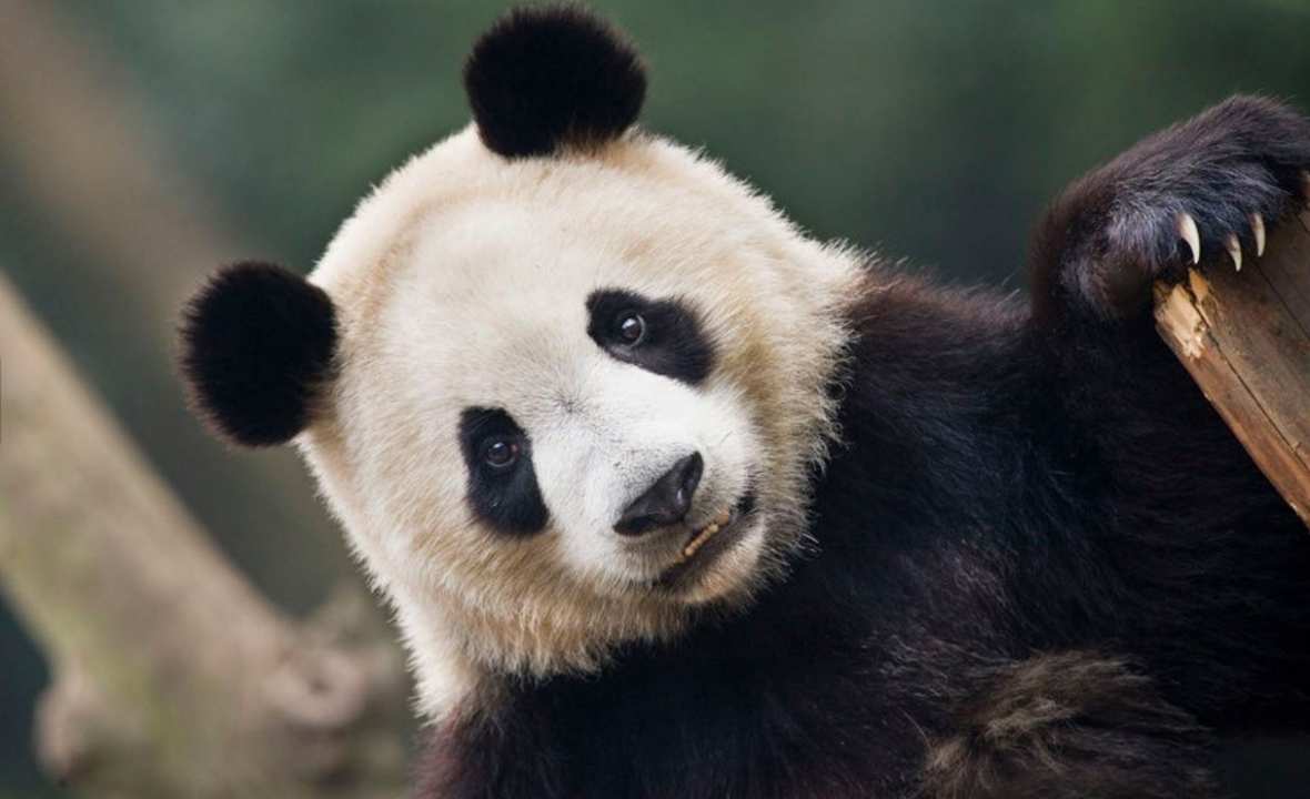 Chengdu Pandas