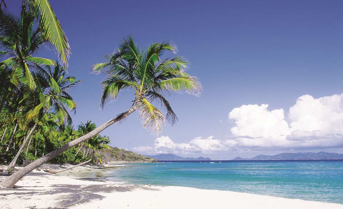 New-Caledonia-palm