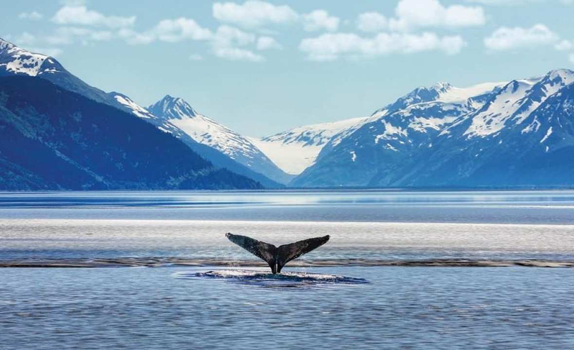 Alaska Whales