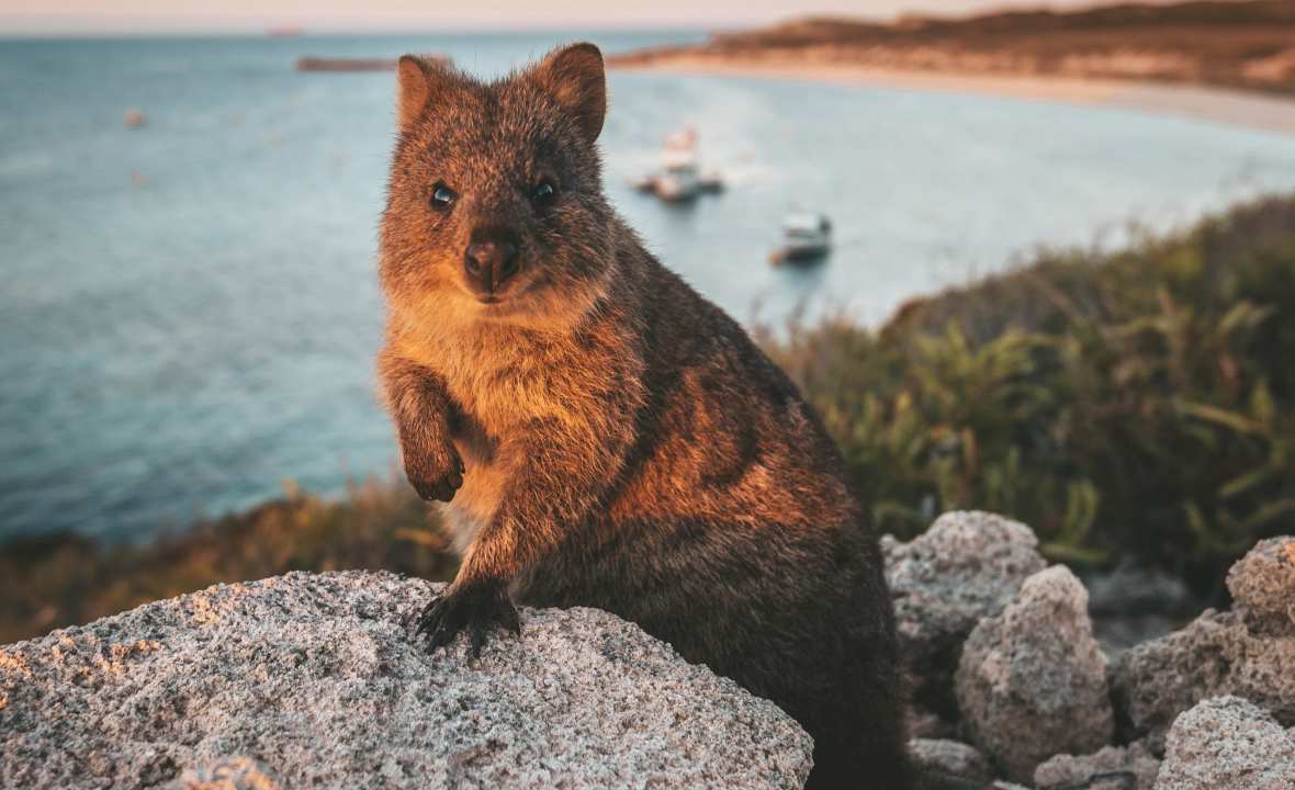 quokka wa - outback spirit