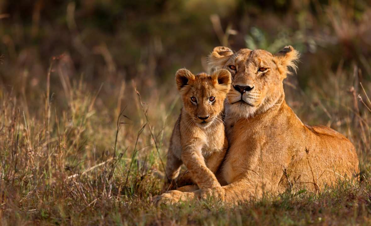 Lions Kruger National Park