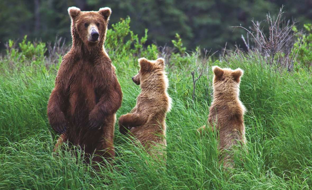 Bear-family
