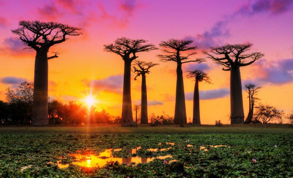 Shutterstock - boab trees Madagascar
