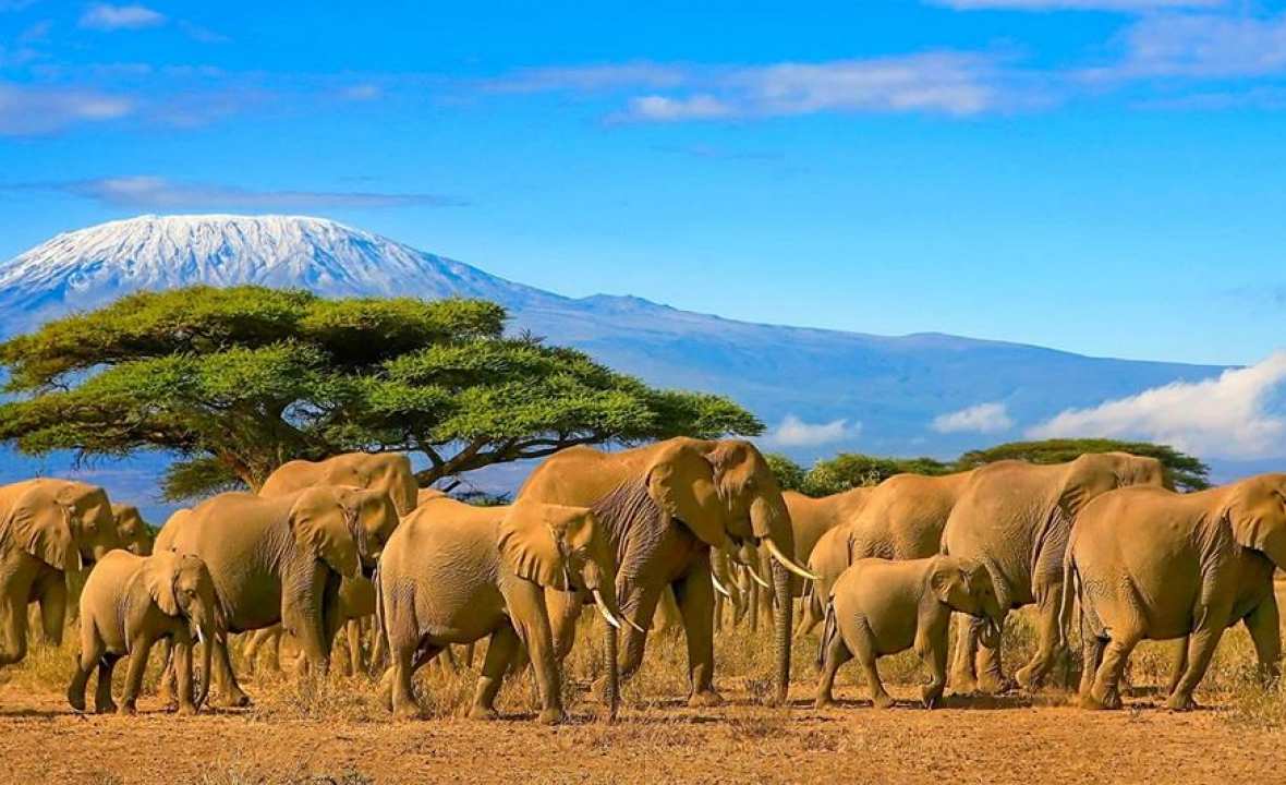 TravelM elephants