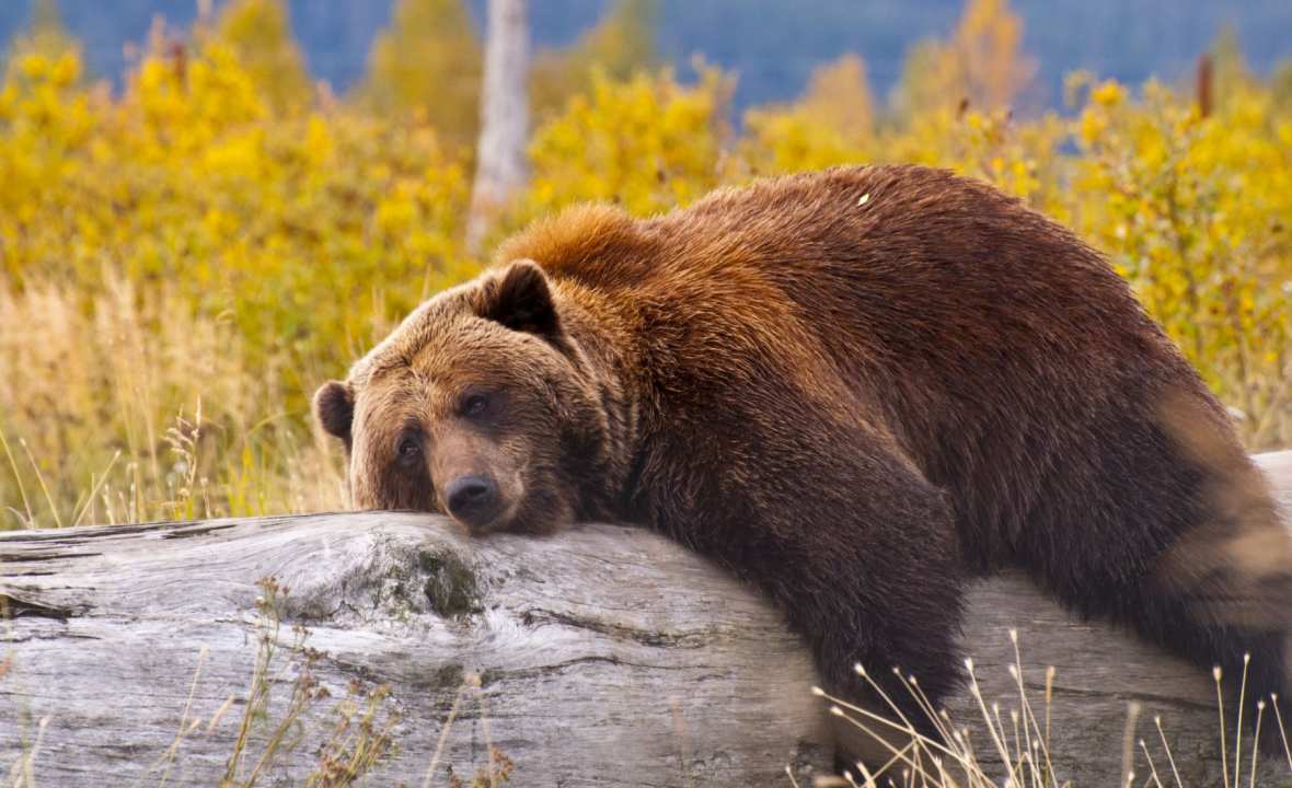 Lazy-brown-bear-Alaska