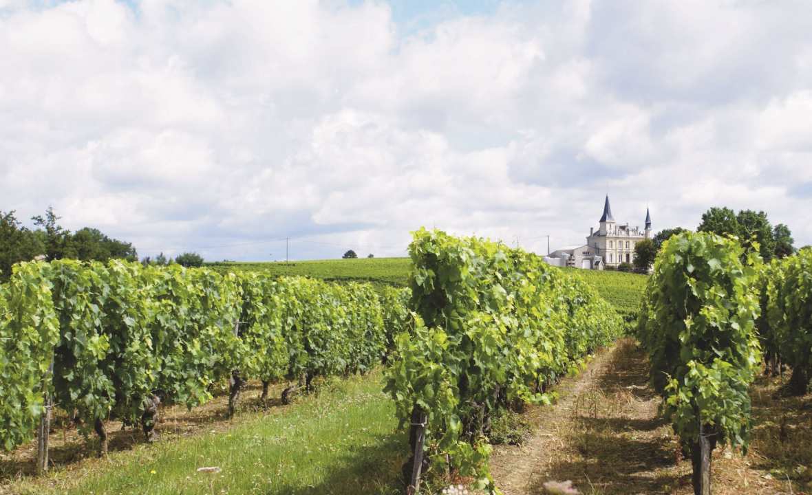 Bordeaux-vineyard