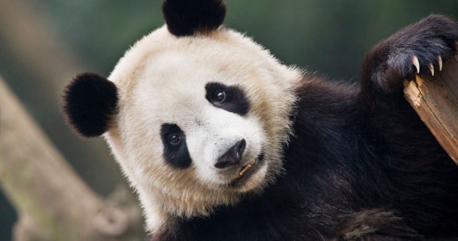 Chengdu Pandas