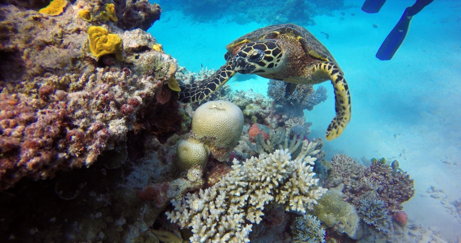 great barrier reef queensland