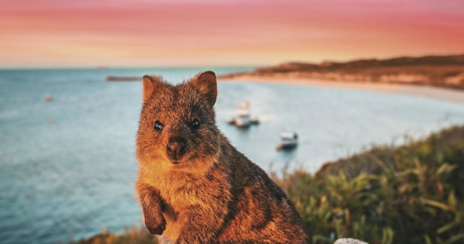 Quokka Rottnest Island SCENIC