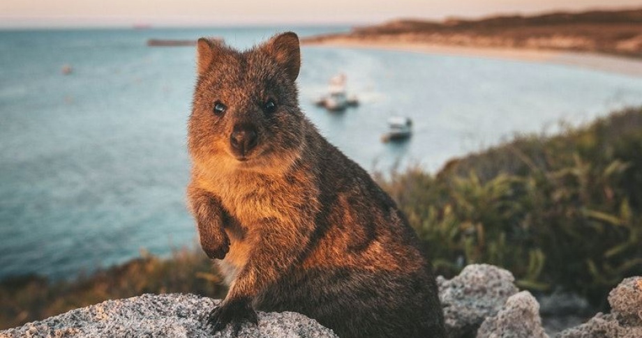 Rottnest-Wonder-JourneyBeyond2022