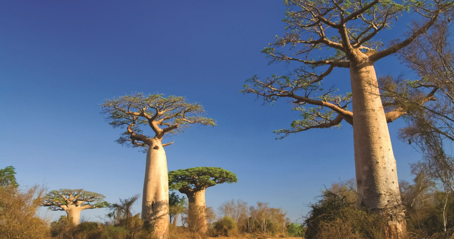 Baobab-Tree-Madagascar-experience-traditional-native-view-colours