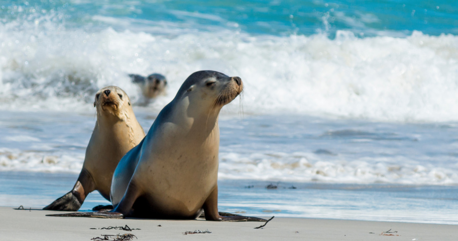 kangaroo island - seals 