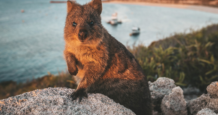 quokka wa - outback spirit