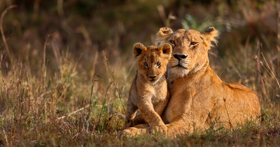 Lions Kruger National Park