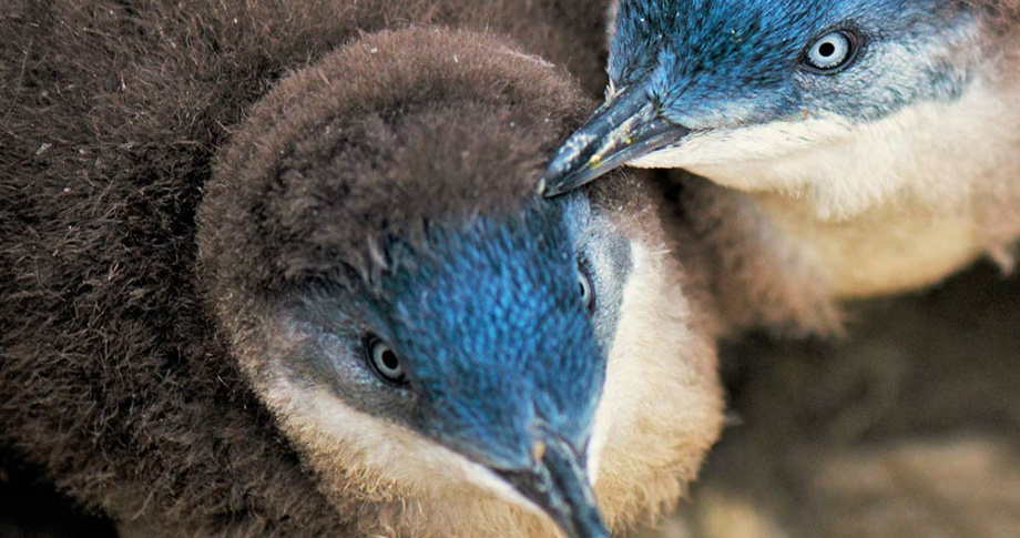 Tasmania Penguins