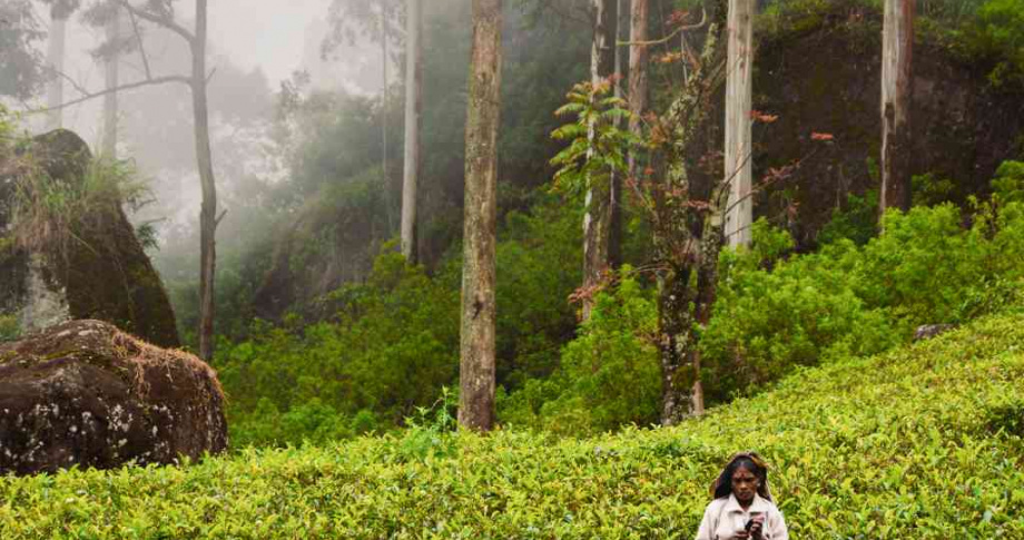 Bunnik Sri Lanka Tea fields