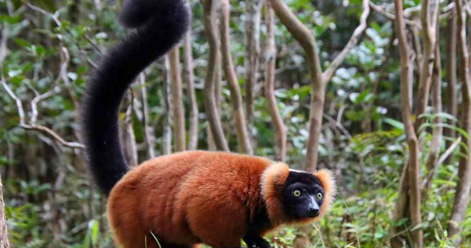 Bunnik Madagascar lemur