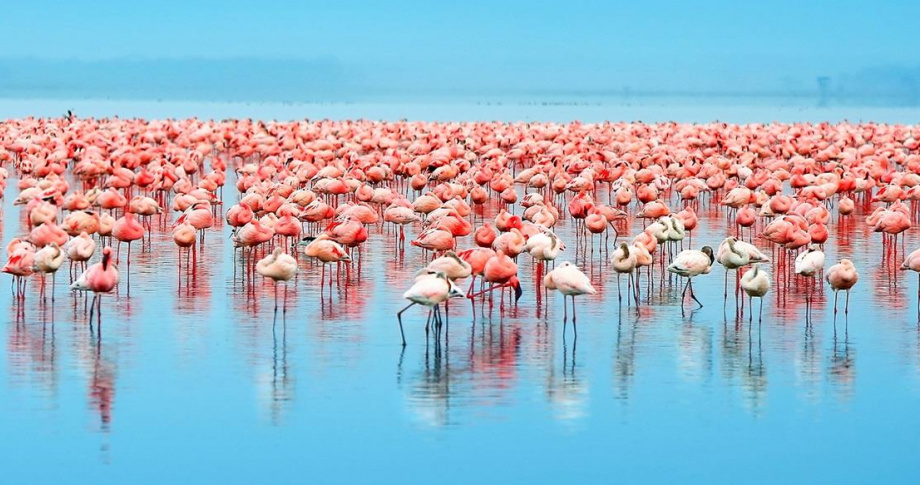 TM Flamingos