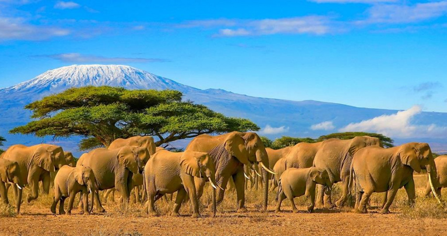 TravelM elephants
