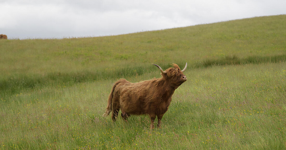 England Highland cow - Ponant