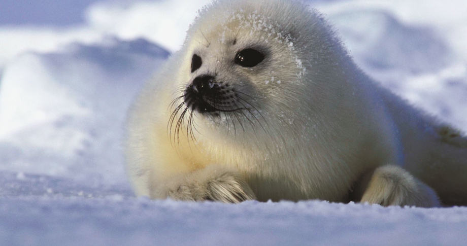 Arctic-Seal-animal-view-experience