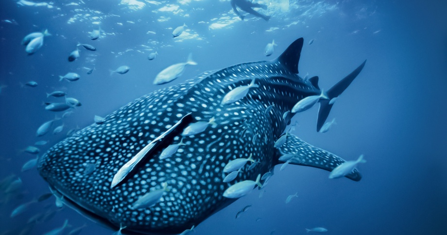 whale-sharks-Western-Australia-Exmouth
