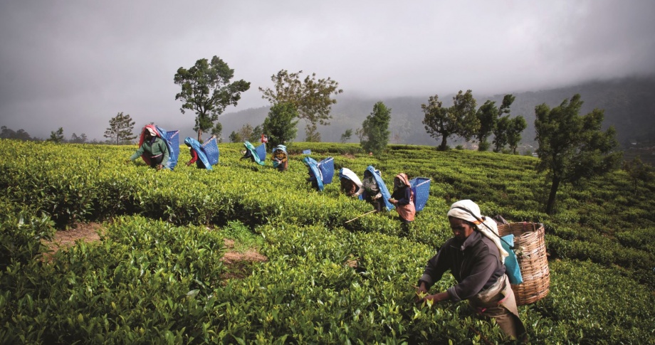 sri-lanka-tea-plantation