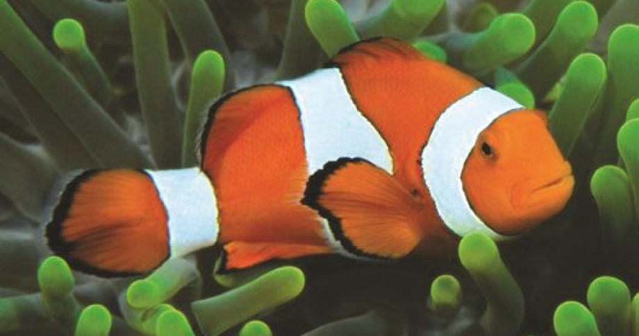 clown-fish-Great-Barrier-Reef-Queensland