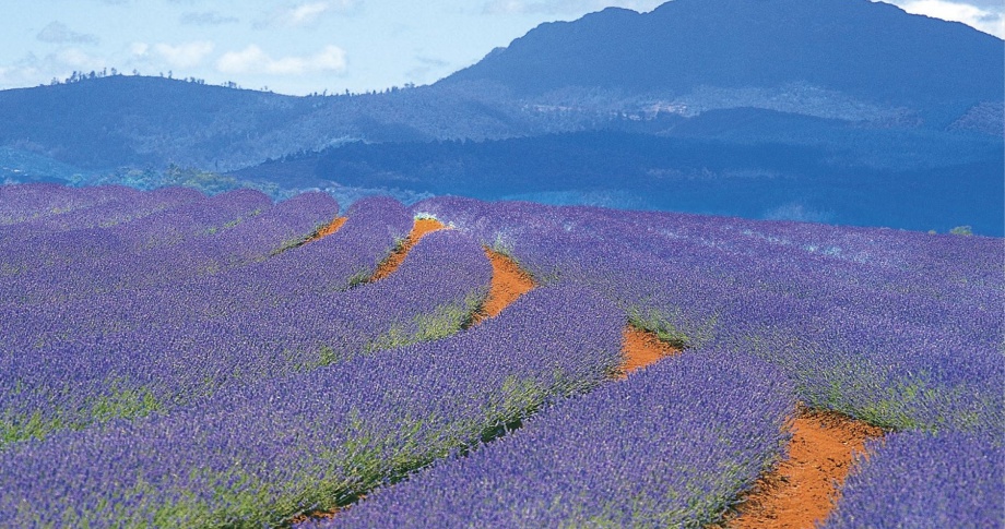 Bridestowe-Lavender-Farm-Tasmania