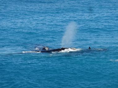 whale-watching-south-asutralia