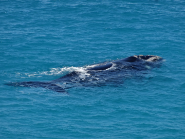 whale-watching-south-australia