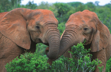 Close Up Elephants