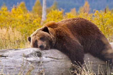 Lazy brown bear Alaska