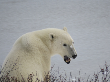 christa-kinnear-polar-bears